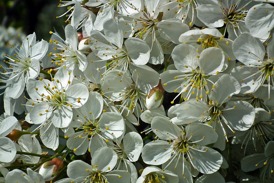 flower, tree, fruit, cherry, plant, spring, floral, flowering plant HD wallpaper