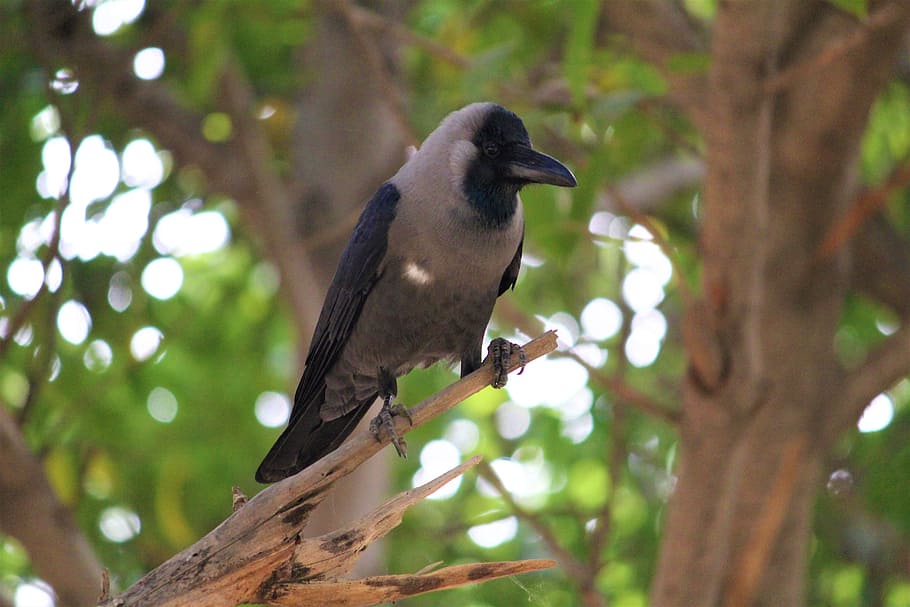 raven, bird, crow, black, animal, nature, dark, wildlife, feather, HD wallpaper