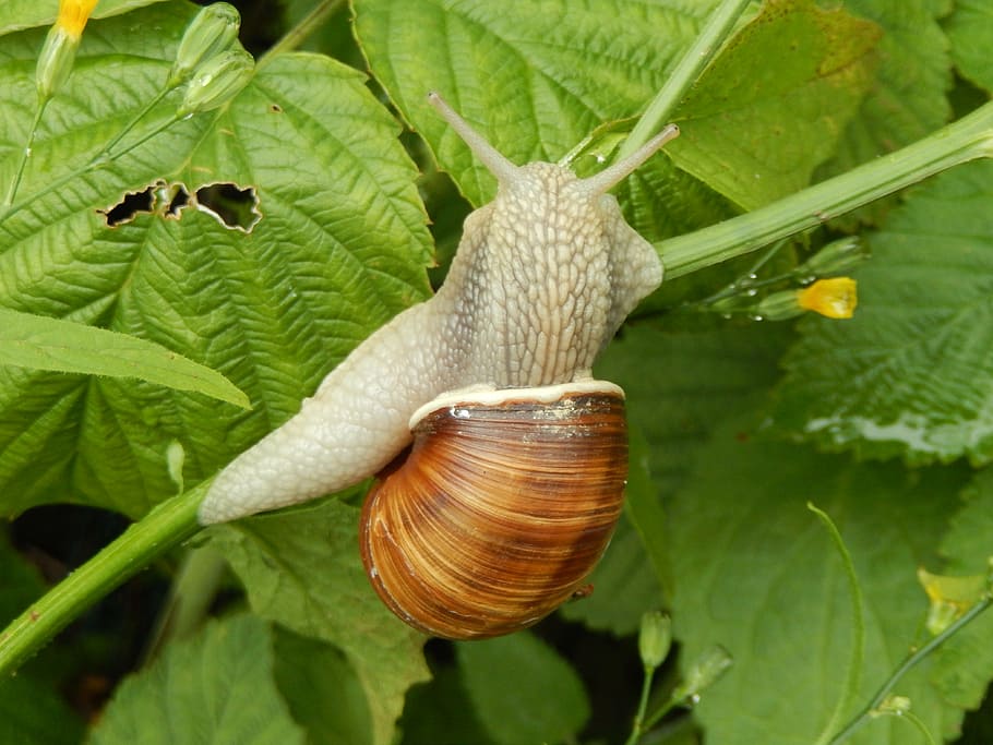 snails, nature, garden, invertebrate, animal wildlife, plant part HD wallpaper