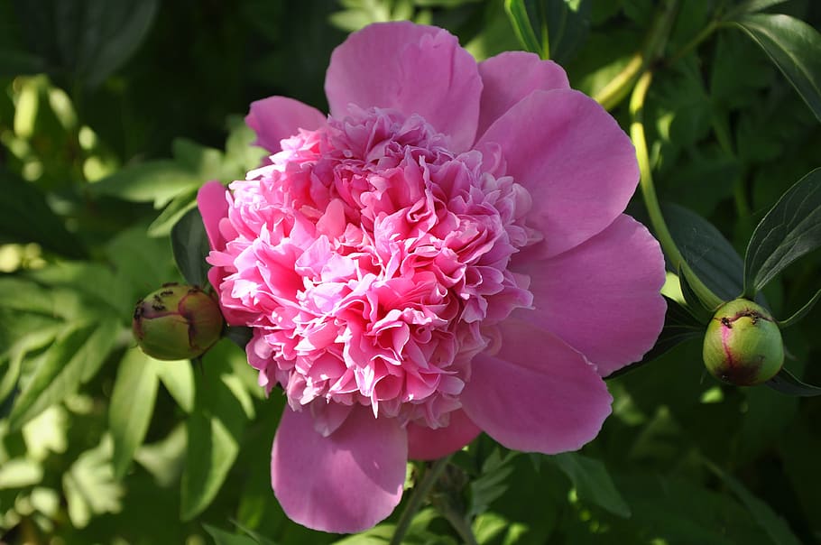 spring, peony, garden, closeup, nature, pink, pink flower, flowering plant HD wallpaper