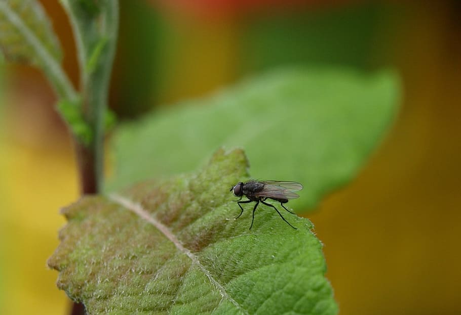 Fly, Insect, Close, animals in the wild, animal themes, one animal HD wallpaper