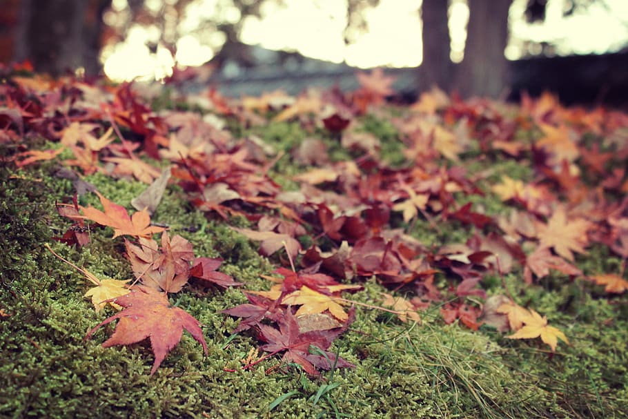 selective focus photo of brown leaves, autumn, leaf, nature, season HD wallpaper