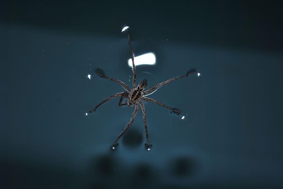 linyphia triangularis, spider, water, arachnid, no people, arthropod HD wallpaper