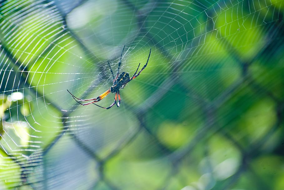 Spider, Web, Macro, green, spider web, one animal, animal themes HD wallpaper