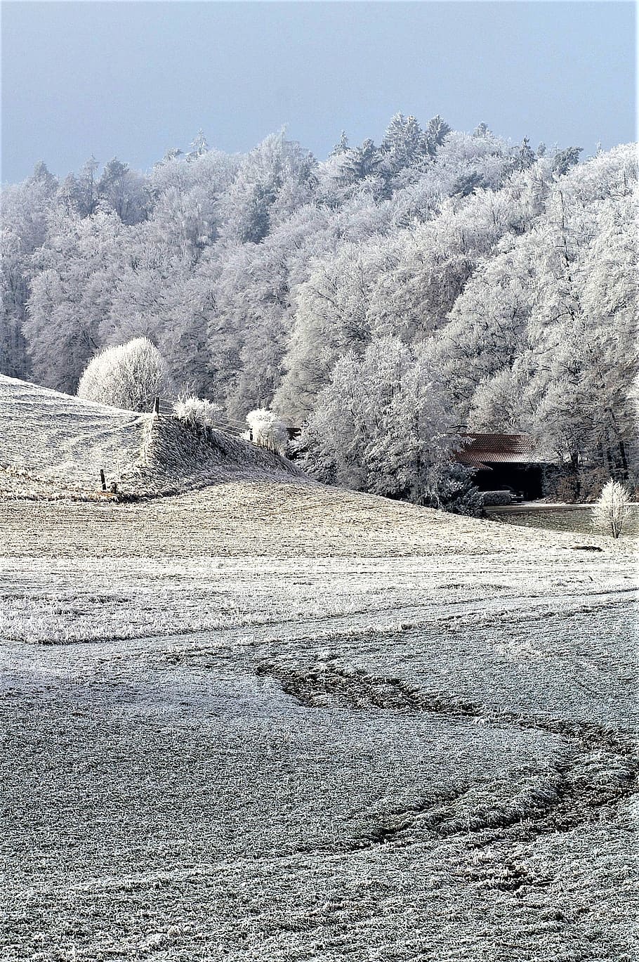 Winter, Snow, Wintry, Snowy, Frost, winter magic, cold temperature HD wallpaper