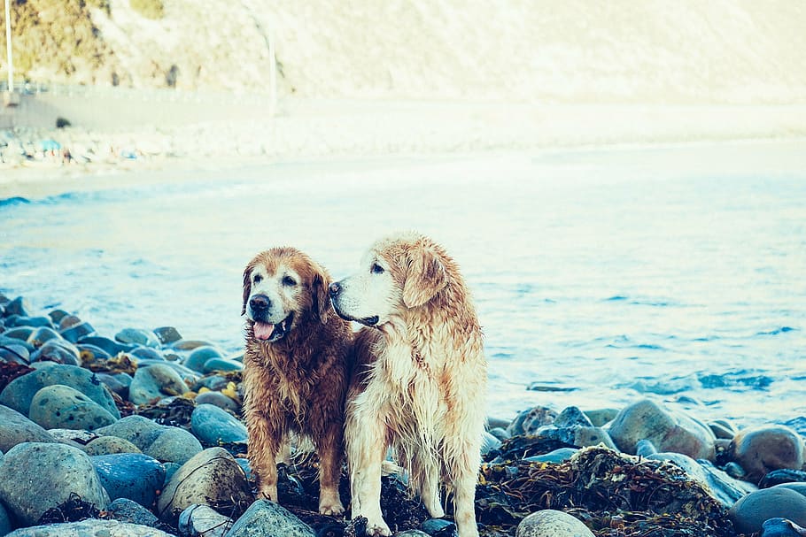 two long-coated brown dogs standing on rocks near body of water, HD wallpaper