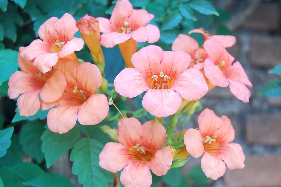 lower, is, best, flowering plant, fragility, freshness, vulnerability HD wallpaper