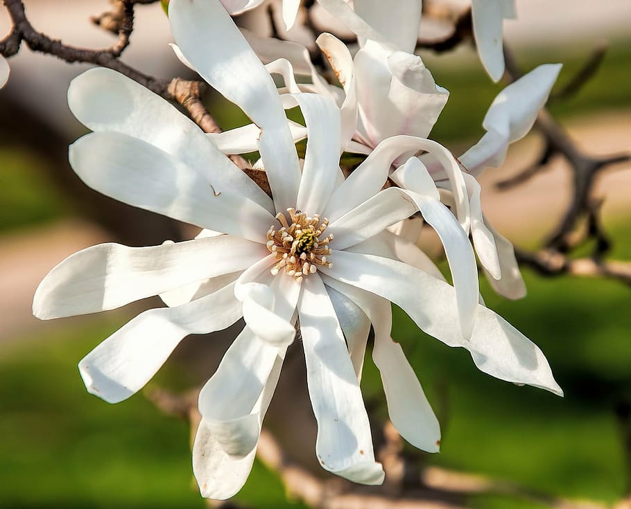 flower, bloom, tree, plant, spring, garden, park, blossom, botany HD wallpaper