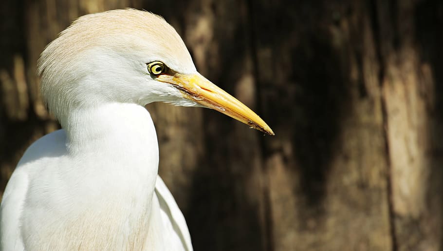 white long-beak heron bird, egret, animal, water bird, creature, HD wallpaper