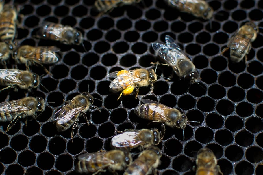 bees, nature, beekeeping, animal, animal themes, animal wildlife HD wallpaper