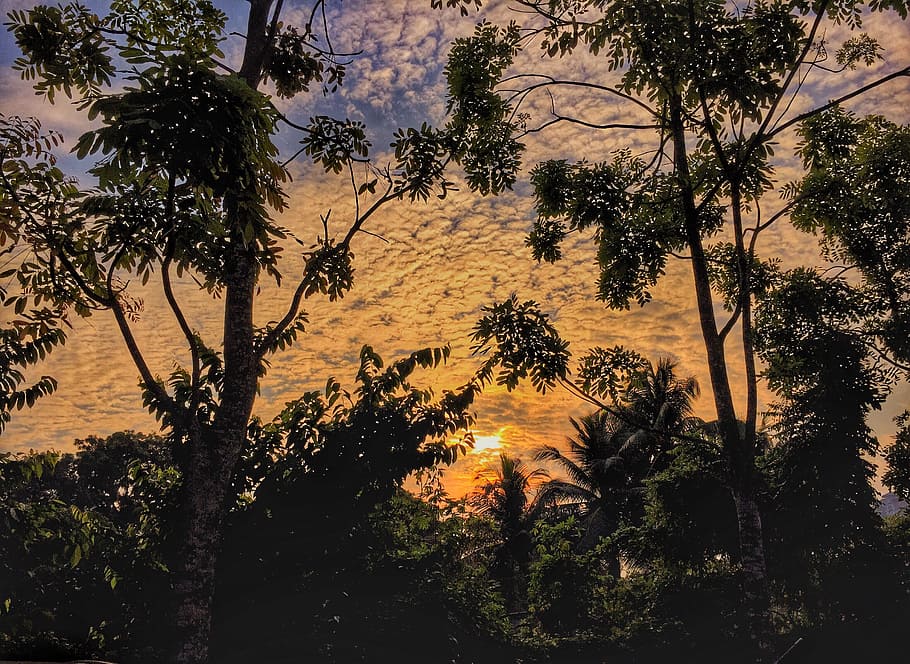 sunrise, tree, landscape, jungle, dawn, dusk, twilight, plant HD wallpaper