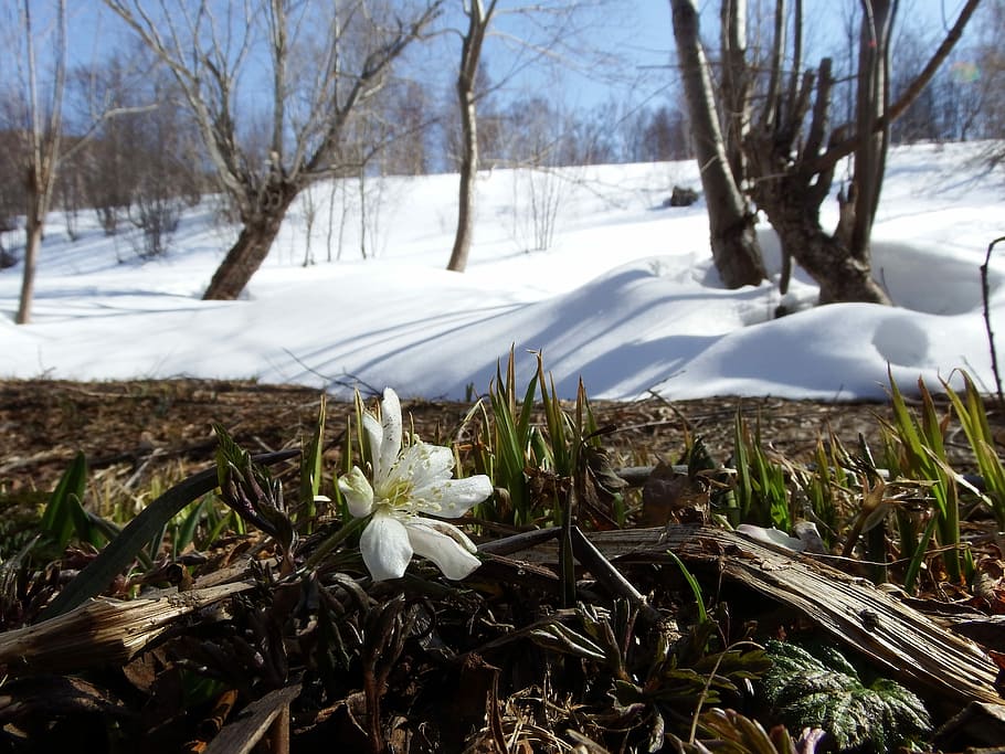 Primula, Snowdrop, Anemone, Amur, Spring, anemone amur, thaw, HD wallpaper