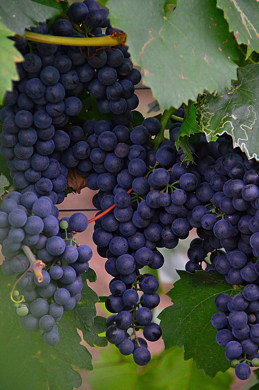 grape, red grapes, fruit, nature, blue, plant, ripe fruit, szőlőszem HD wallpaper