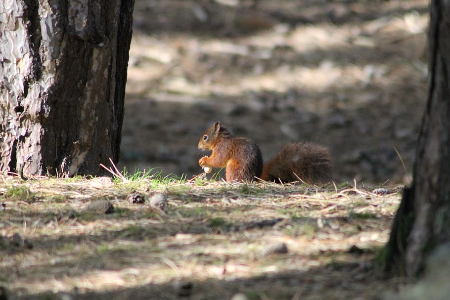 red, squirrel, nature, formby, reserve, wildlife, uk, mammal, HD wallpaper