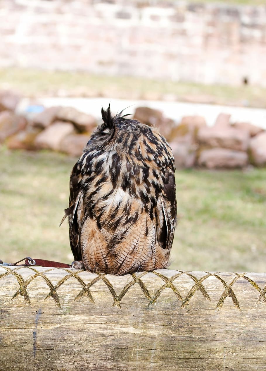 Owl, Bird, Feather, Cute, Show, Zoo, wild, park, one animal HD wallpaper
