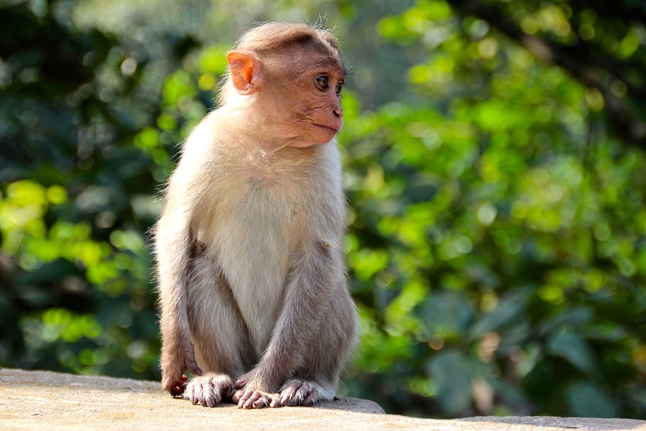 selective focus photo of brown monkey, makake, africa, kenya, HD wallpaper