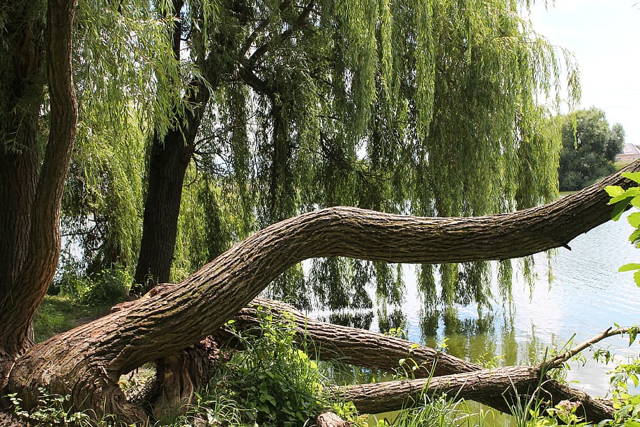 verba-willow-nature-tree.jpg