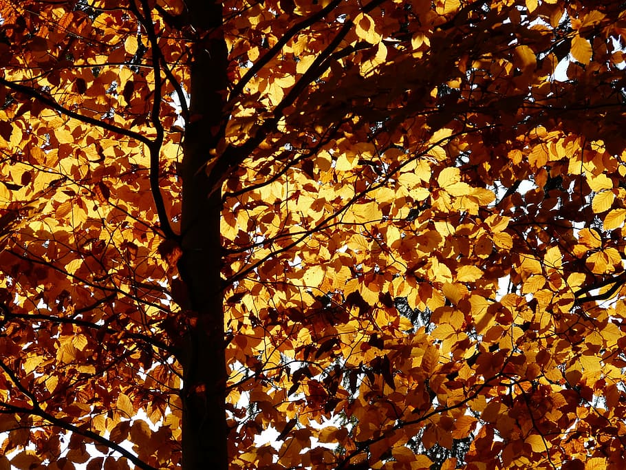 beech, fagus sylvatica, deciduous tree, golden autumn, golden october HD wallpaper