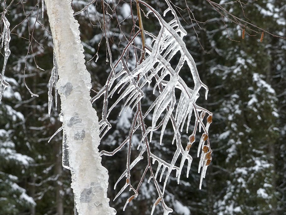 icicles, cold, icy, winter, branch, tree, close-up, nature HD wallpaper