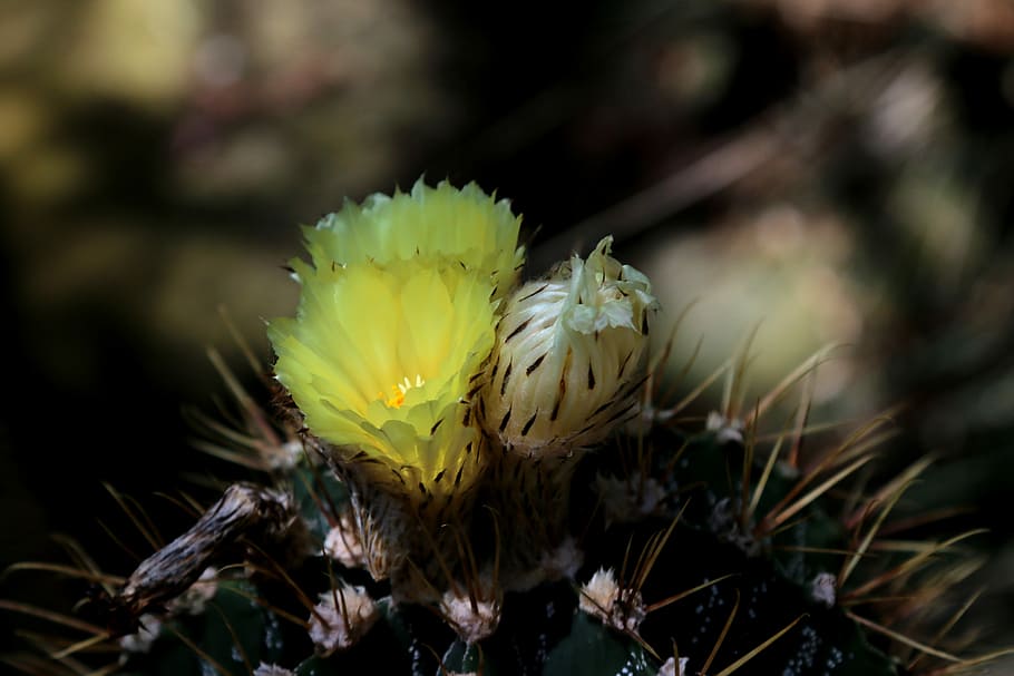Blossom, Bloom, Flower, Macro, Cactus, cactus flower, prickly HD wallpaper