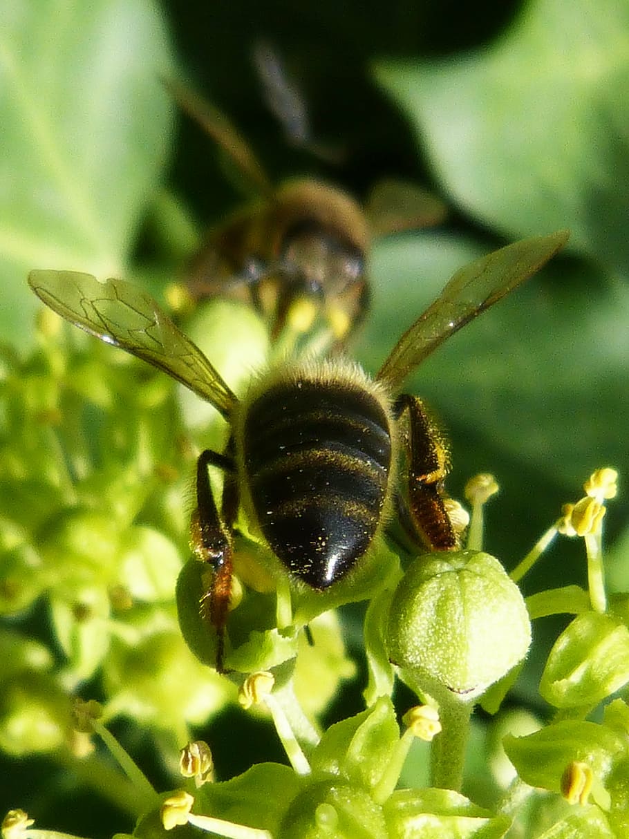 bees, sucking, insects, green, nectar, nature, invertebrate HD wallpaper