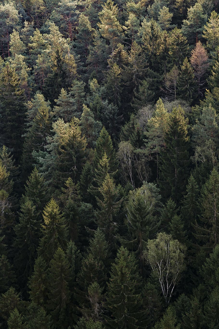 aerial photo of green trees, woods, forest, travel, adventure HD wallpaper