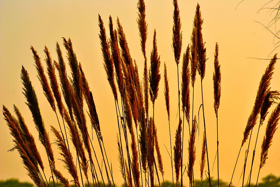 photo of brown wheat, sunset, light, back light, shadow, forest HD wallpaper