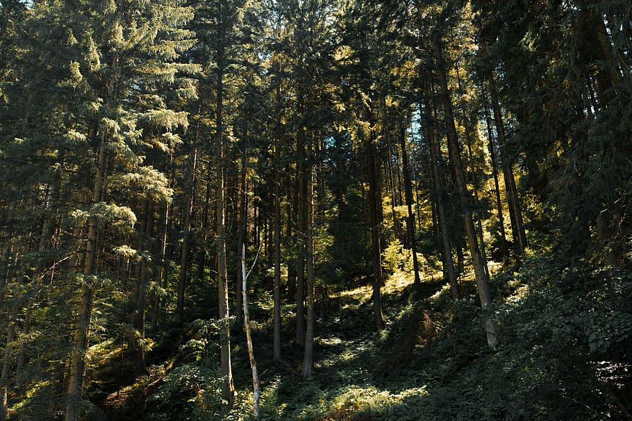forest trees during daytime, green trees during daytime, shadow HD wallpaper