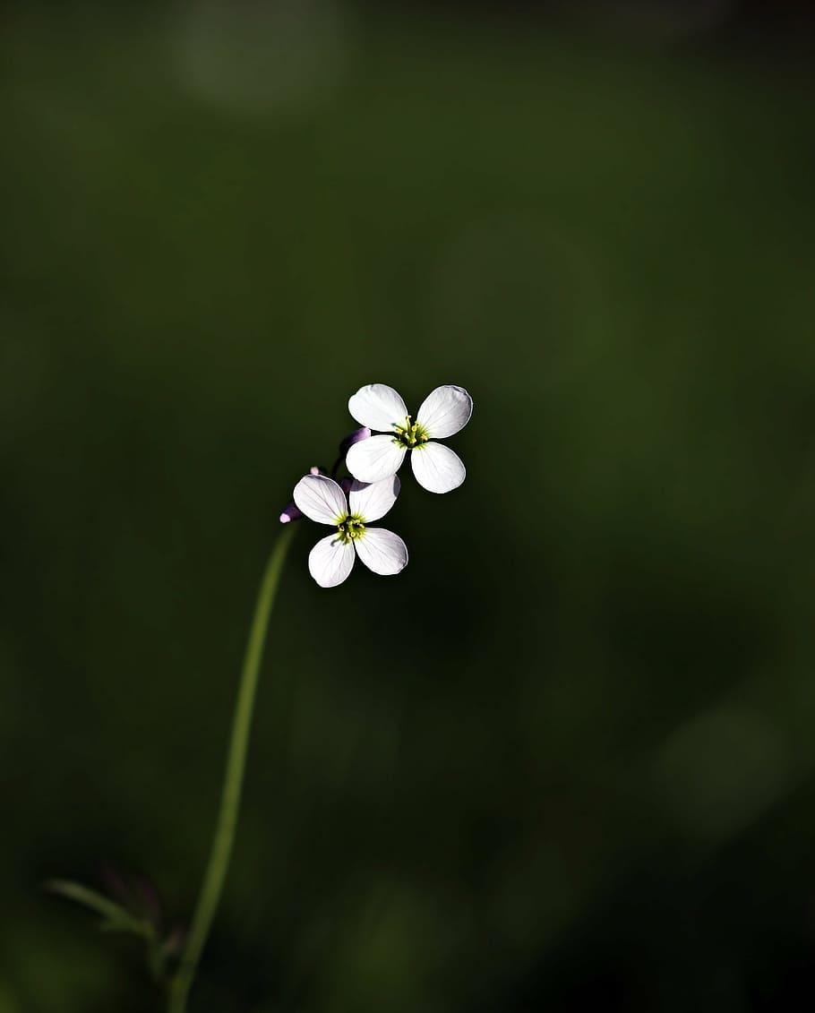 micro lens photo of two white flowers, wild flower, pointed flower