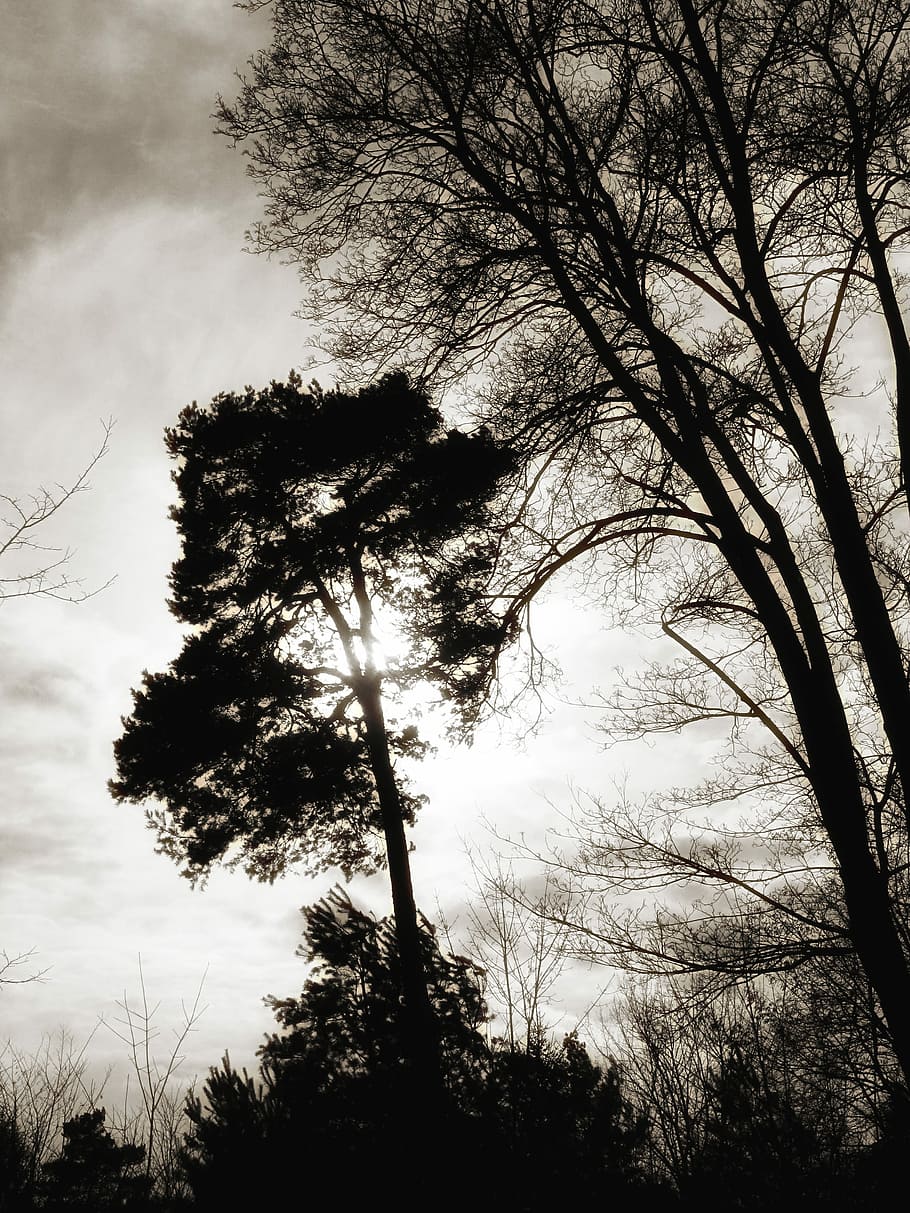 Trees, Landscape, Mood, Winter, brandenburg, silhouette, forest HD wallpaper