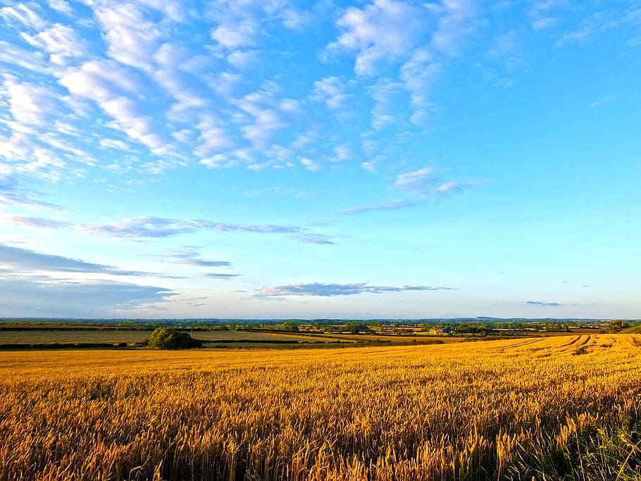field, wheat, summer, corn, harvest, sunny, golden, blue, sky HD wallpaper