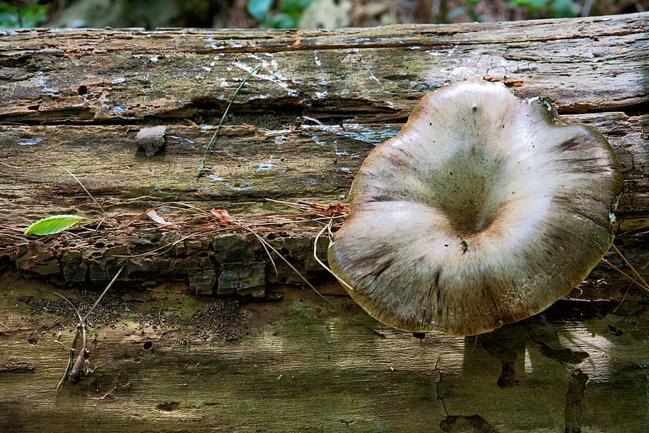 Fungus, Nature, Forest, Trunk, reflection, day, no people, close-up HD wallpaper