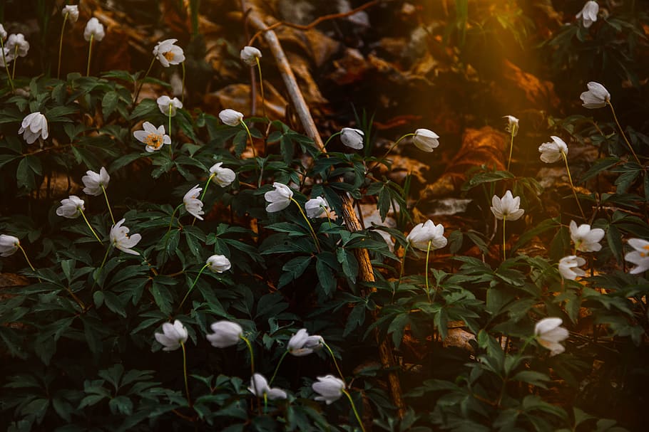 Photo of White Flowers, blooming, color, dark, environment, flora HD wallpaper