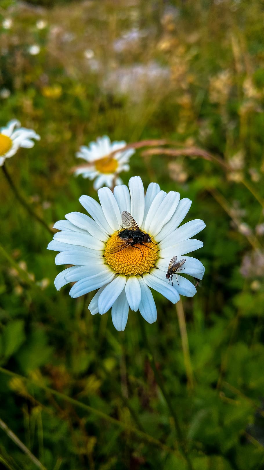daisy, fly, flower, macro, mood, spring, wildflowers, nature HD wallpaper