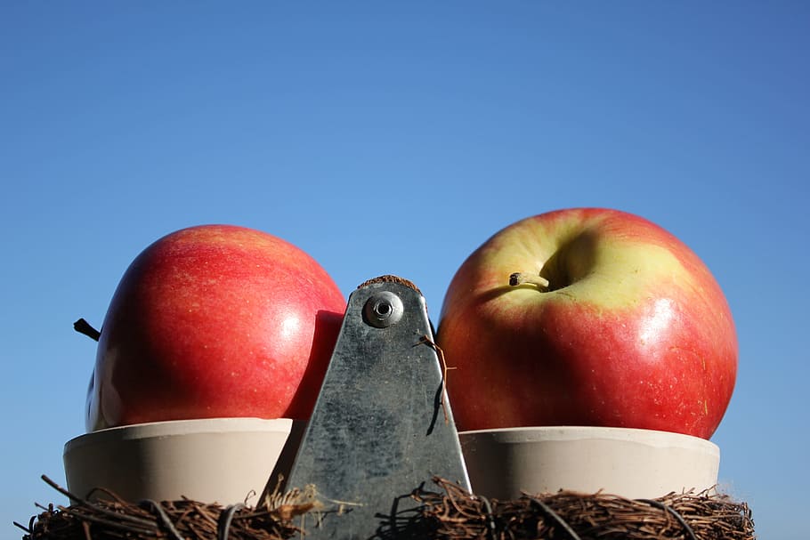 Apple, Nature, red, no People, objects/Equipment, food And Drink HD wallpaper