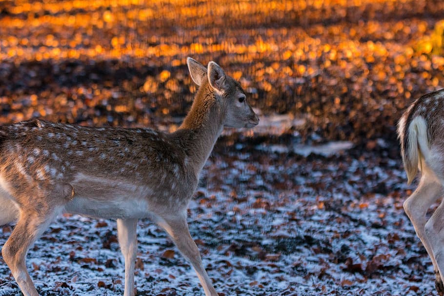 Roe Deer, Hirsch, Red Deer, Deer, Forest, Wild, nature, animal HD wallpaper