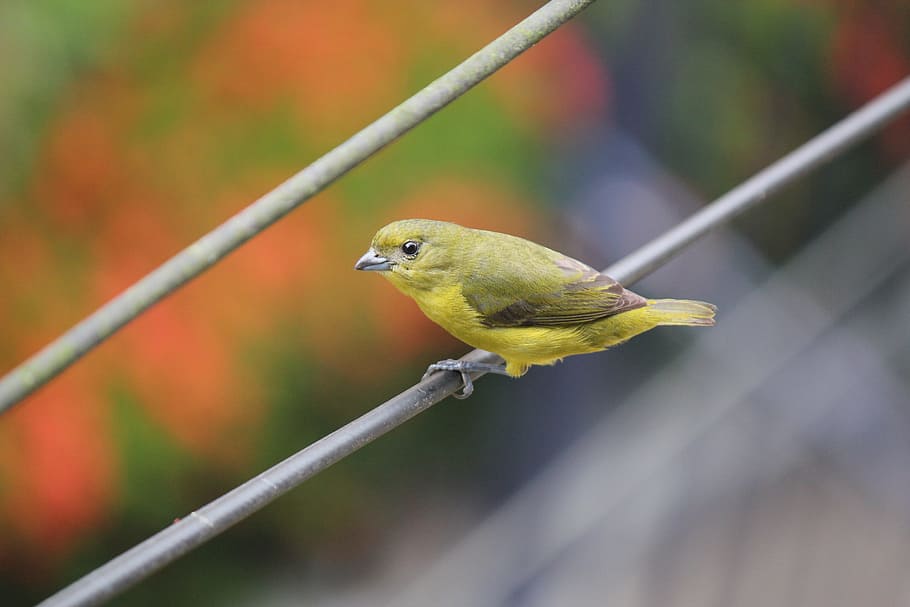 Bird, Yellow, looking at, one animal, animal wildlife, animal themes HD wallpaper