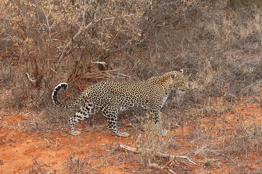 leopard, nature, kenya, natural, animals in the wild, animal themes HD wallpaper