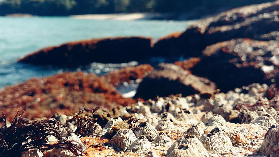 macro photography of seashore during daytime, brown and white rocks HD wallpaper