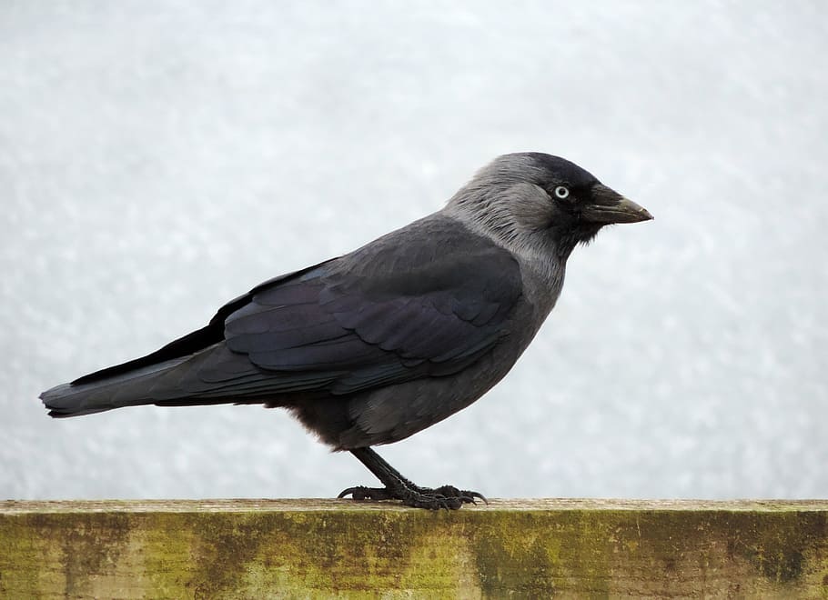 Eurasian jackdaw 1080P, 2K, 4K, 5K HD wallpapers free download ...