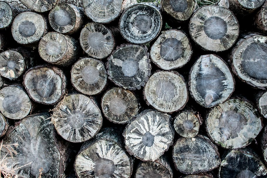 brown logs, chopped log lot, trunk, tree, cut, forest, nature HD wallpaper