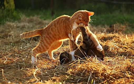 two tabby cats playing on beige hay during daytime, Kitten HD wallpaper