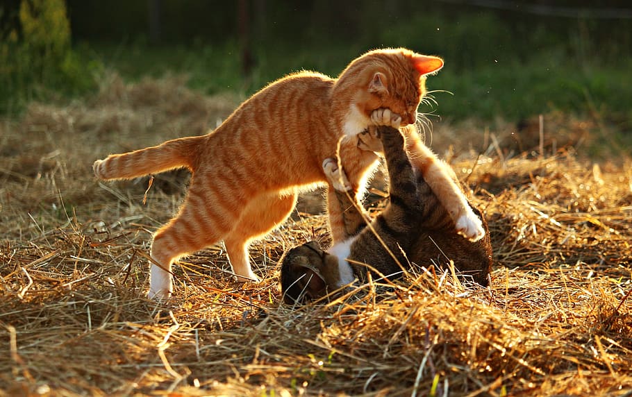 two tabby cats playing on beige hay during daytime, Kitten HD wallpaper