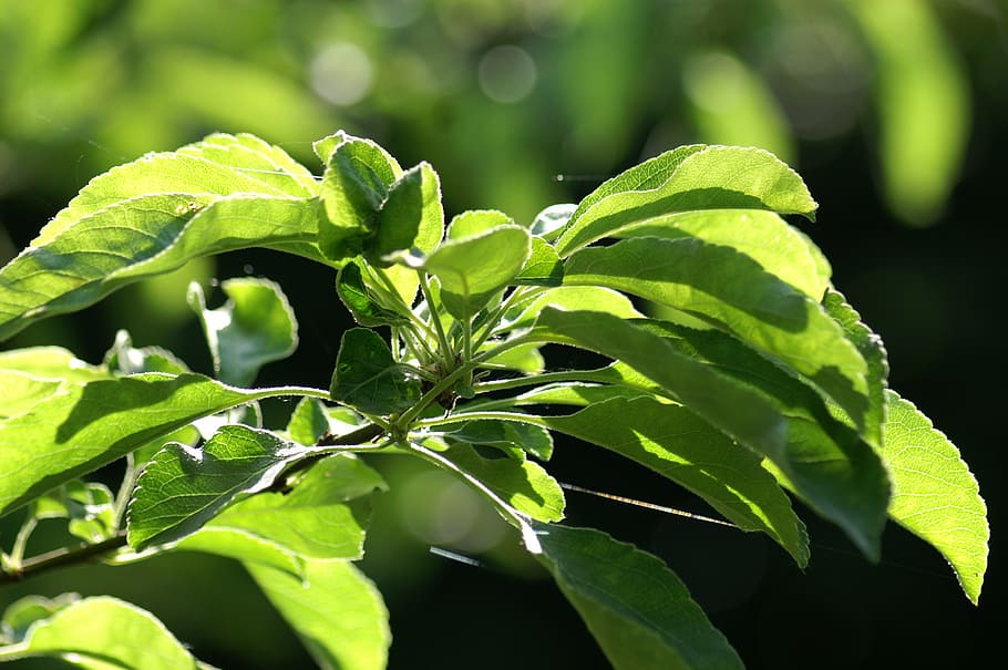 green, leaves, tree, forest, nature, leaf, freshness, green Color HD wallpaper