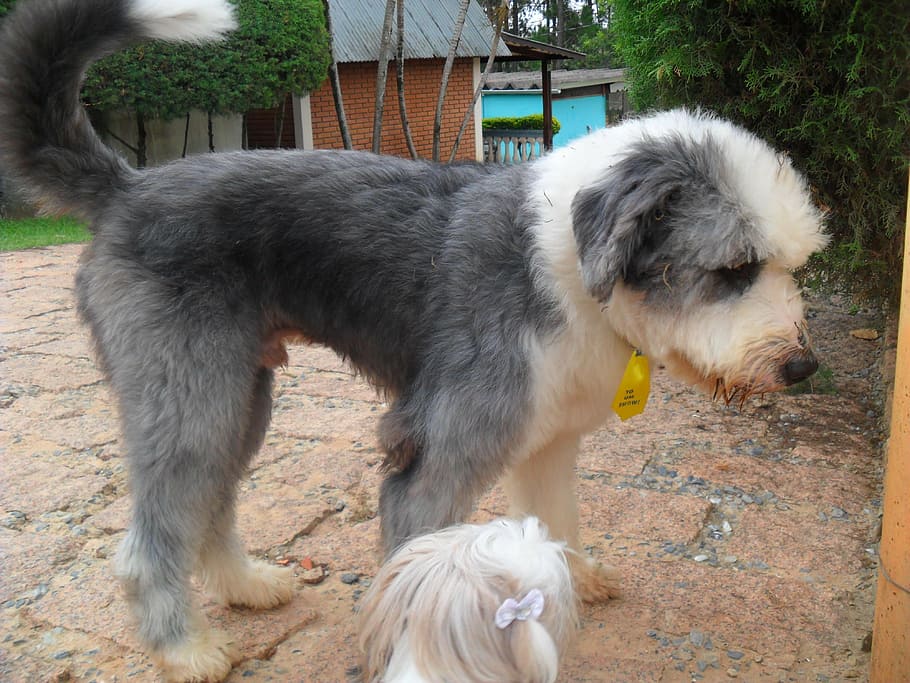 dog, race, animals, mammal, domestic, animal themes, pets, domestic animals HD wallpaper