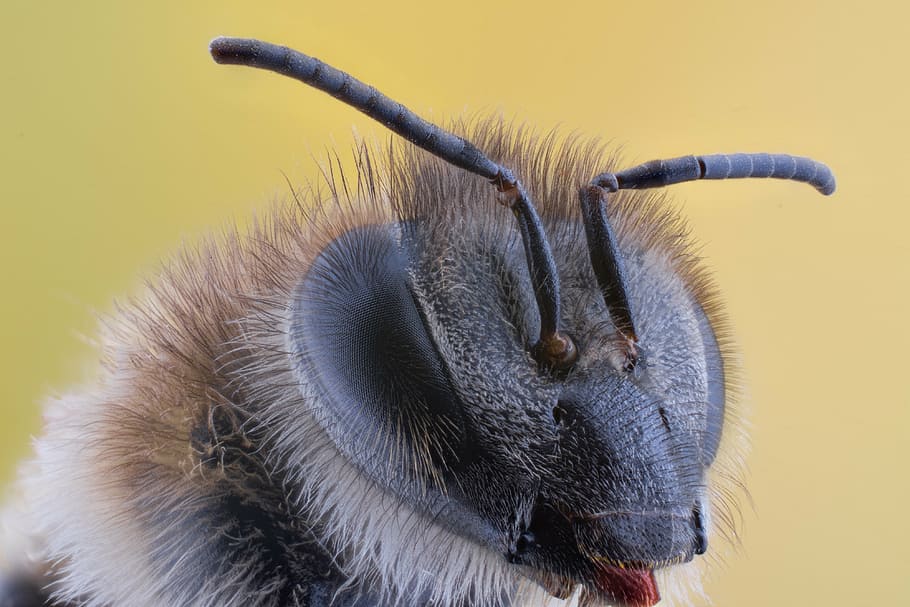 macro photography of black insect, nature, animal, bug, natural, HD wallpaper