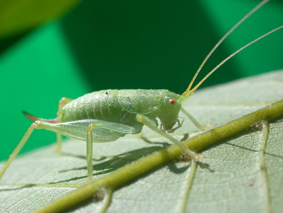 grasshopper, insect, macro, nature, animal, close-up, leaf HD wallpaper