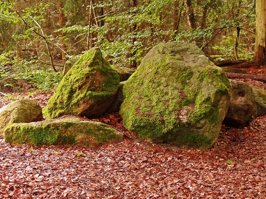 Forest, Stones, Nature, bemoost, no people, green color, moss