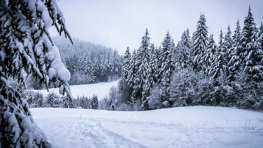 snowfield with trees near mountain, winter, forest, snowy, landscape HD wallpaper