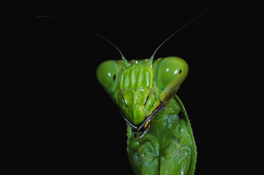 mantis, insect, macro, animal themes, one animal, black background HD wallpaper